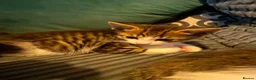 Bengal cats for sale:   😻  Adorable Bengal Mix Kittens 😸 - Advert 24