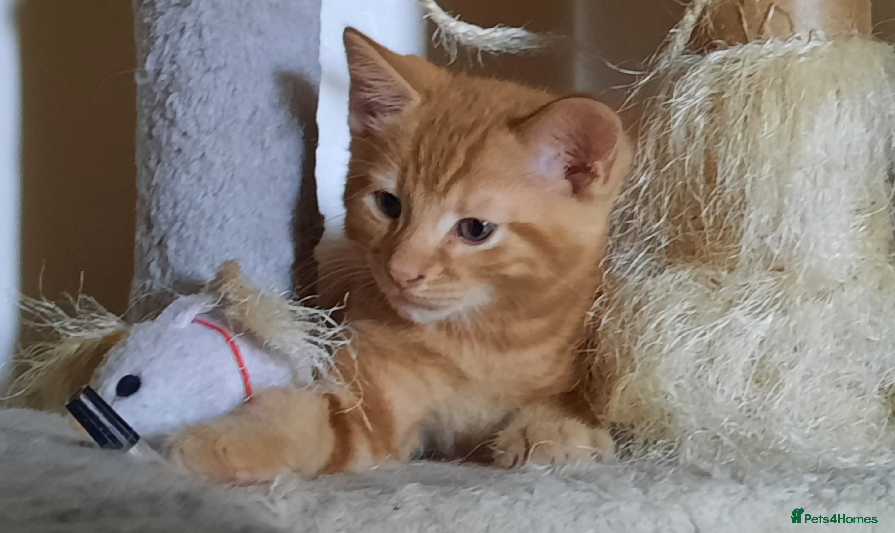 Mixed Breed cats Domestic playful kittens - Advert 15
