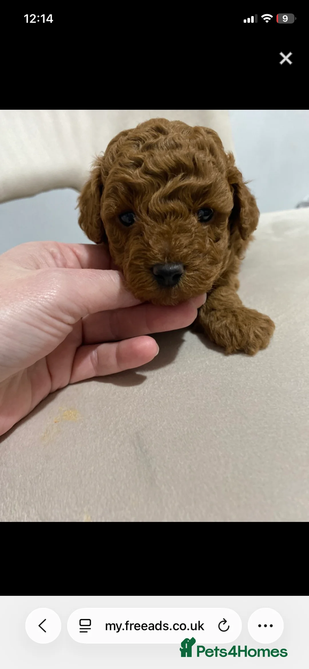 Toy Poodle dogs for sale: Toy poodle (tiny) - Advert 2