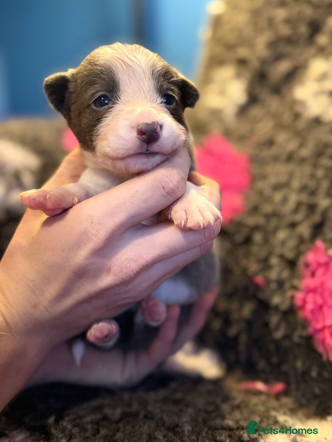 Border Collie dogs for sale: 6 stunning border collie puppies  - Image 4
