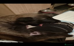 Belgian Shepherd Dog dogs for sale: Belgian malinois puppies  - Image 5
