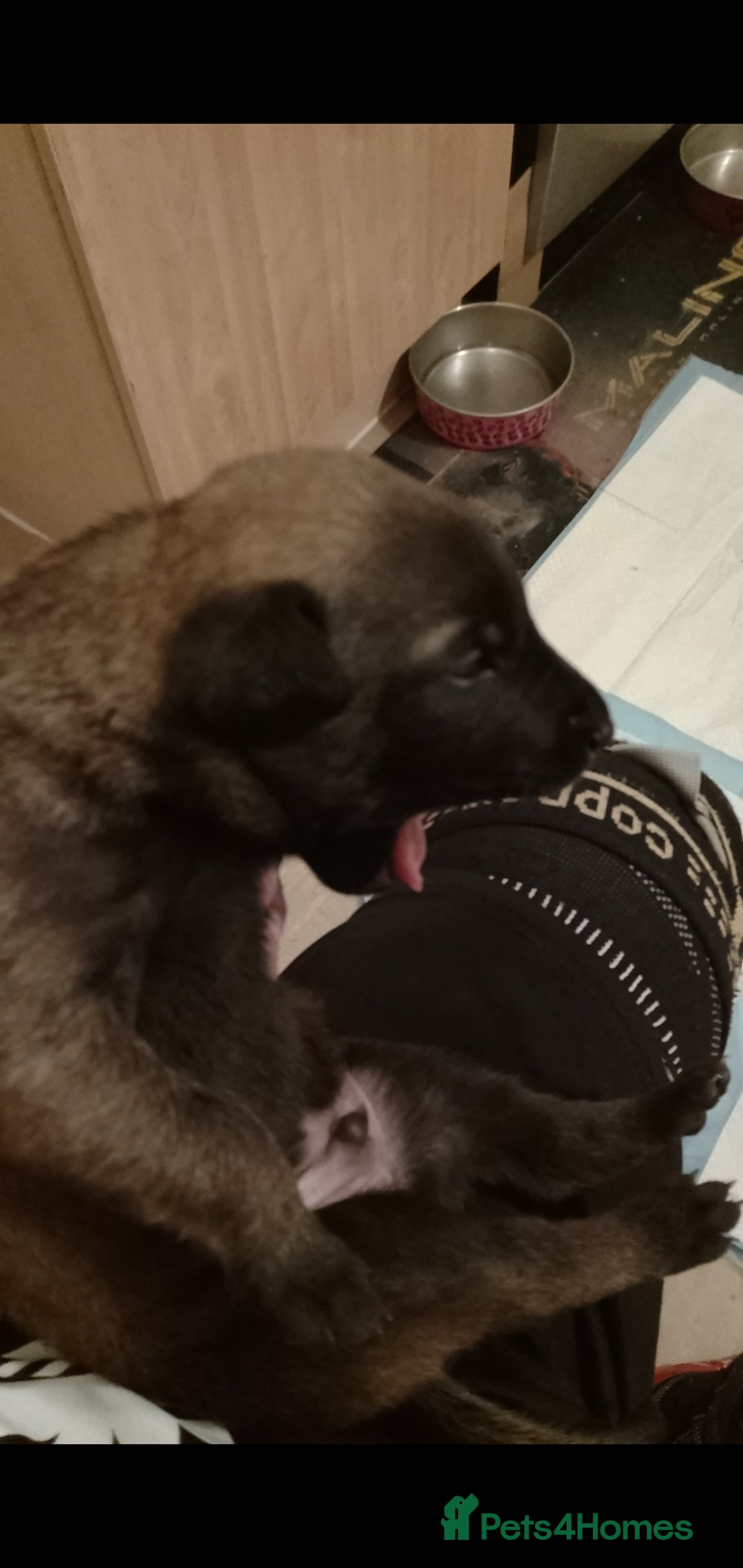 Belgian Shepherd Dog dogs for sale: Belgian malinois puppies  - Image 5