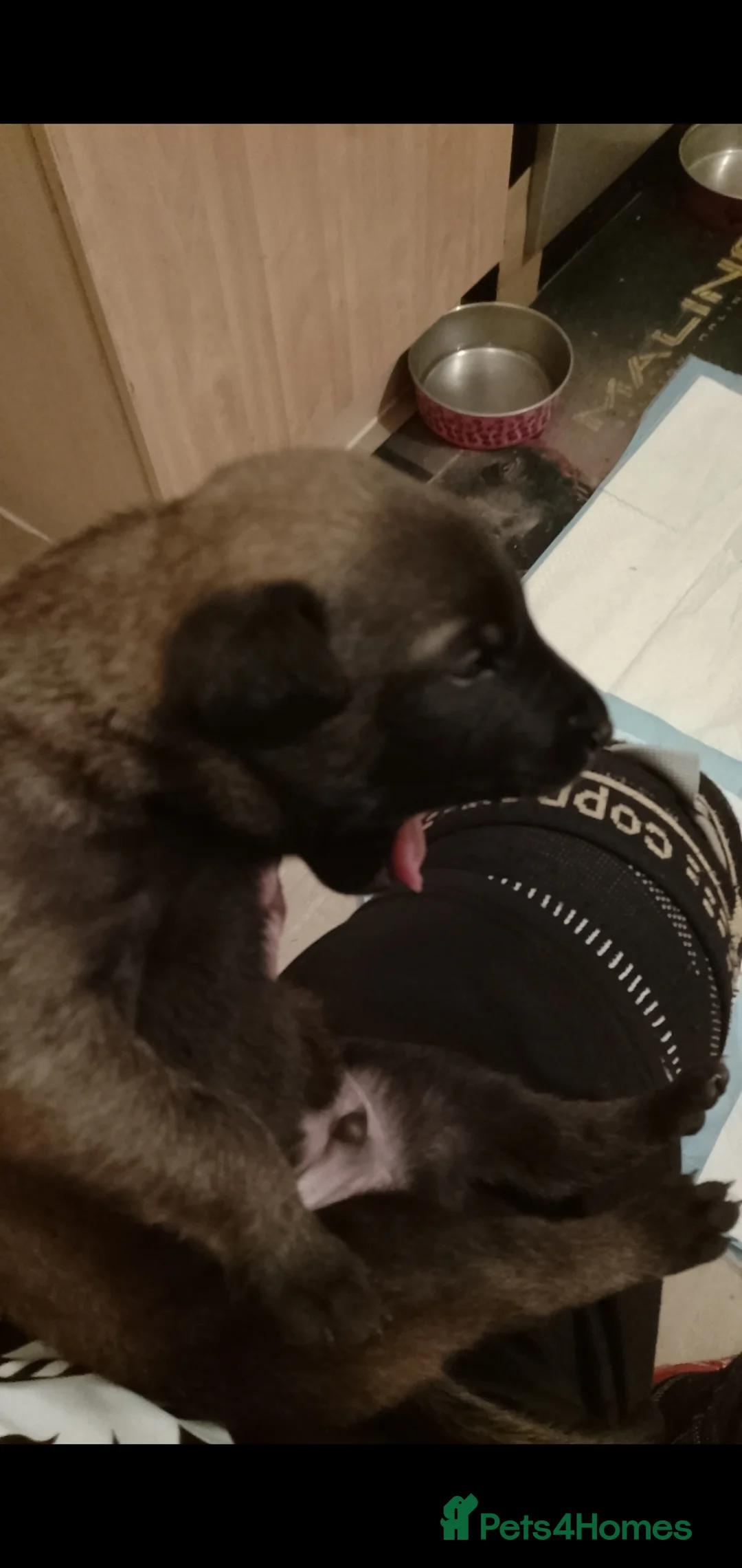 Belgian Shepherd Dog dogs for sale: Belgian malinois puppies  - Advert 5