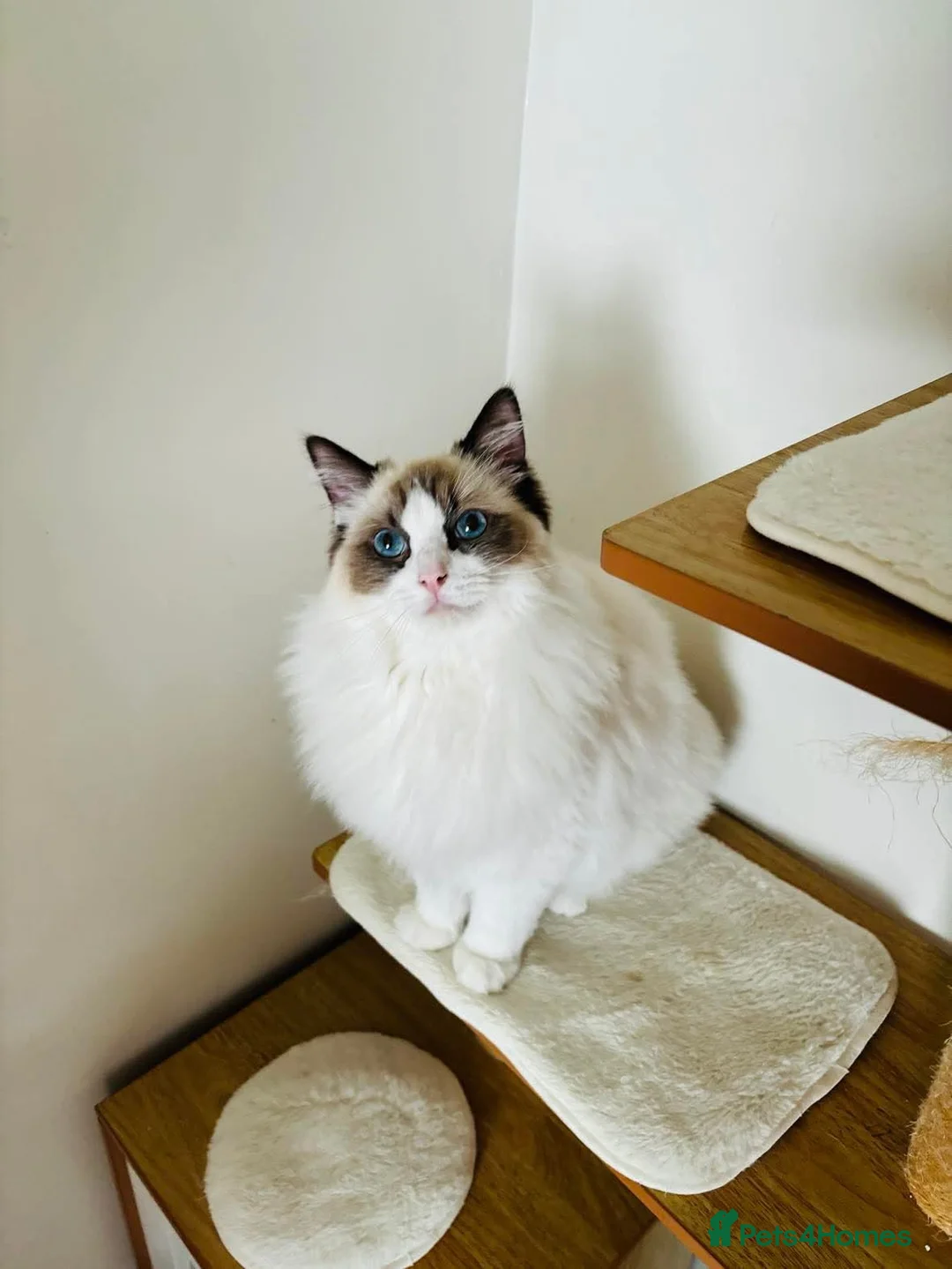 Ragdoll cats for stud: Beautiful ragdoll male in Maidstone - Advert 1