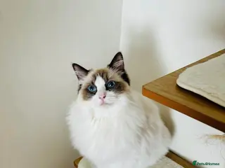 Ragdoll cats Beautiful ragdoll male in Maidstone - Advert 4