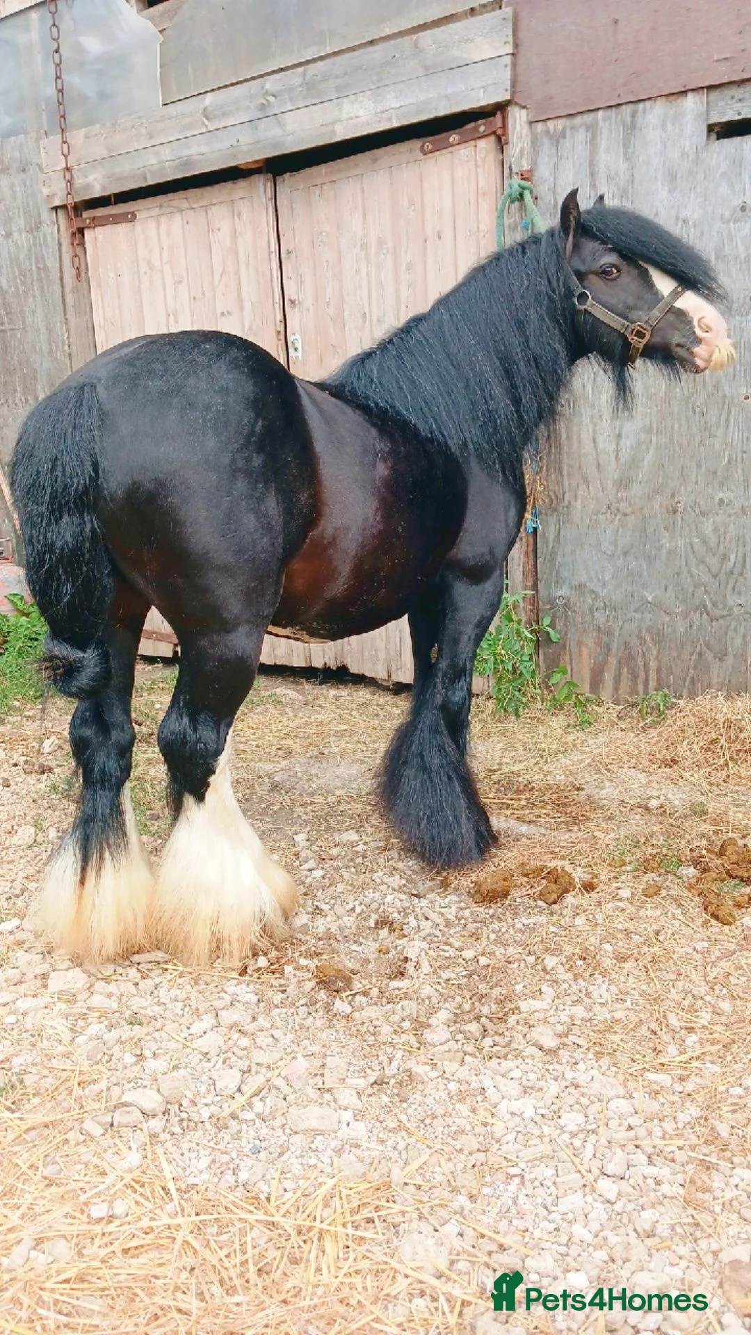 Irish Cob horses for sale: Driving entire  in Hartlepool - Advert 7