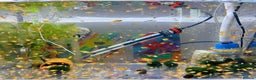 Plecos fish for sale: Beautiful small Platy, Guppy &Pleco – Hobby Tank - Advert 13