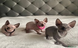 Sphynx cats for sale: Canadian sphinx kittens blue eyes girls  - Image 15