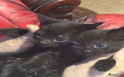 British Shorthair cats for sale: Kittens - Image 1