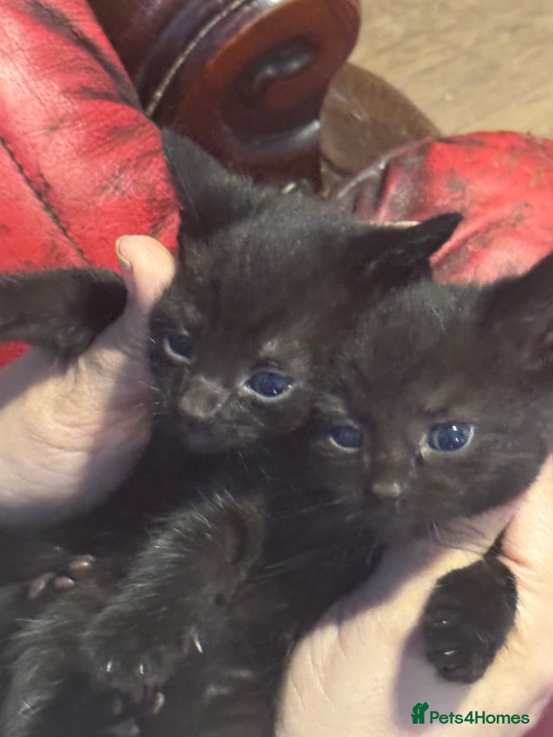 British Shorthair cats for sale: Kittens - Image 1