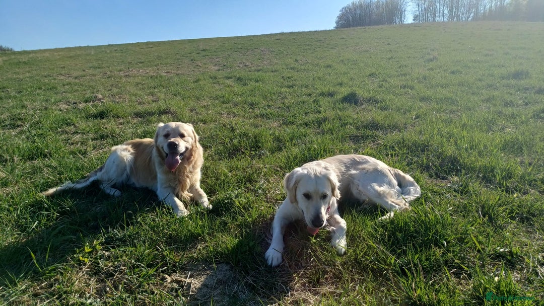 Golden Retriever dogs for sale: 🐾 Golden Retriever Puppies – Ready in December 🐾 - Image 7