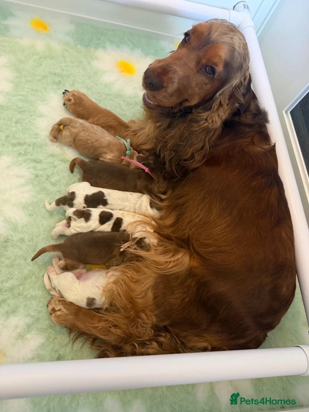 Cocker Spaniel dogs for sale: 2 show type cocker spaniel girls available👀🏡 - Advert 1