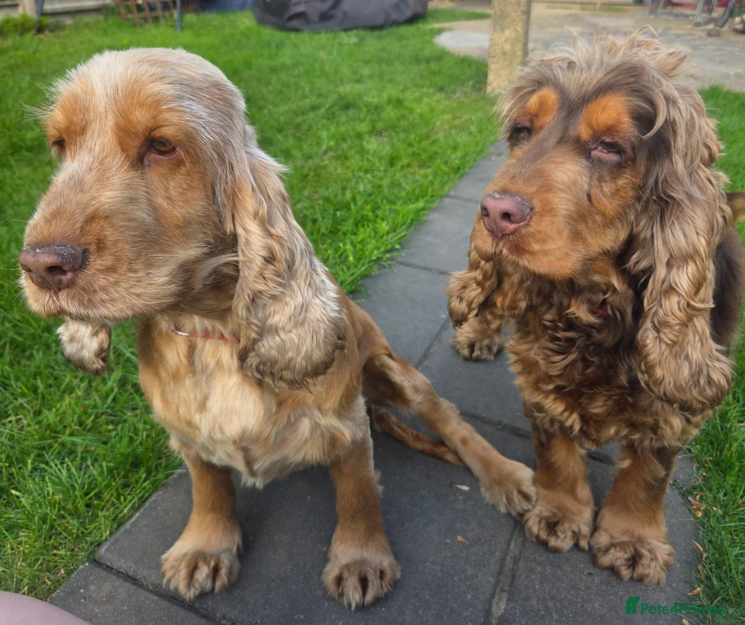 Cocker Spaniel dogs for sale: Show cocker spaniels in Leicester - Advert 1