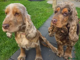 Cocker Spaniel dogs Show cocker spaniels - Advert 6