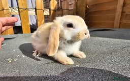 Mini Lop rabbits for sale: Mini lops ready now. - Image 5
