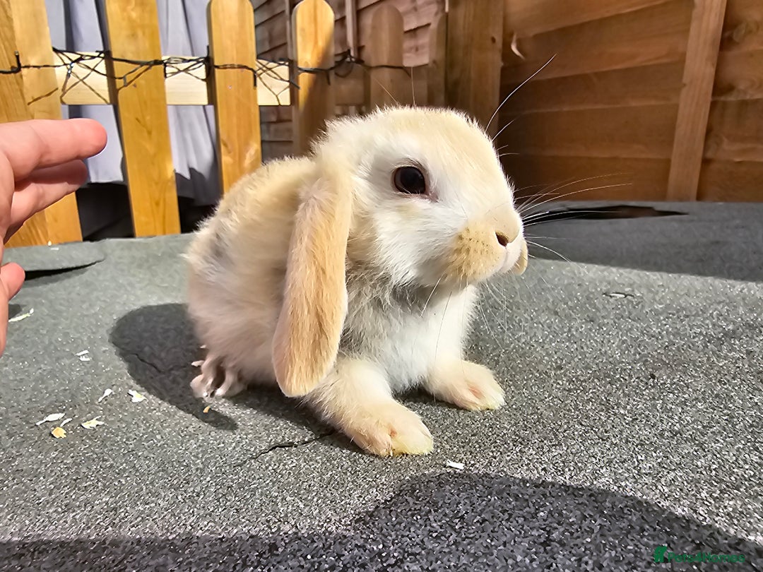 Mini Lop rabbits for sale: Mini lops ready now. - Image 5
