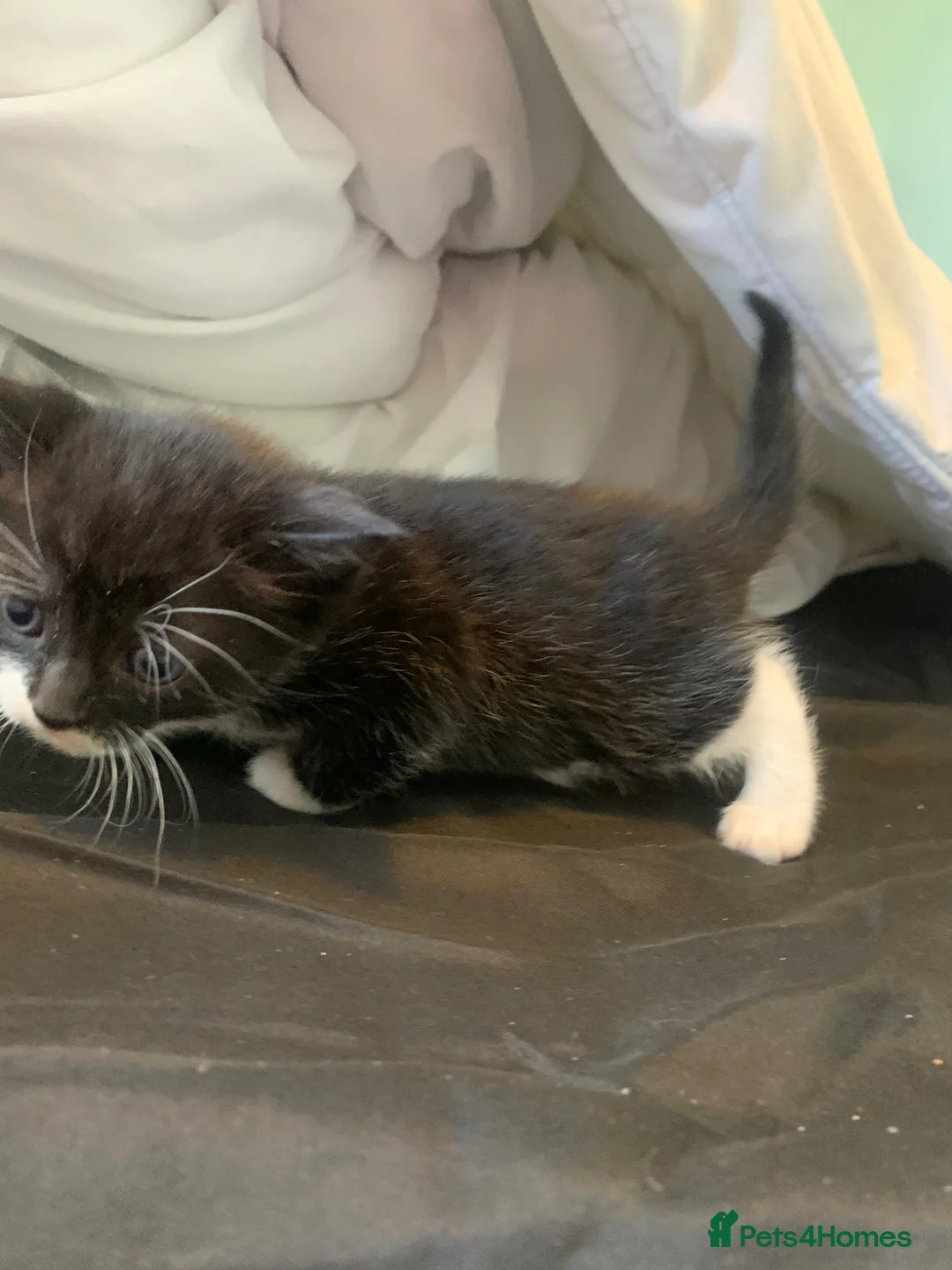 Mixed Breed cats for sale: 6 beautiful kittens for sale  in Wakefield - Advert 2