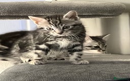 Mixed Breed cats for sale: 5 cute kittens for sale.  - Image 9