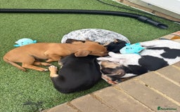 Jack Russell dogs for sale: 🐾Jack Russell Puppies🐾 - Image 20
