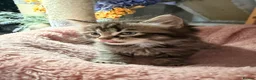 Mixed Breed cats for sale: 🌻Domestic Long-Haired Ready2Go🌻  - Advert 19