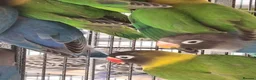 Lovebirds birds for sale: Lovebirds for sale. - Advert 8
