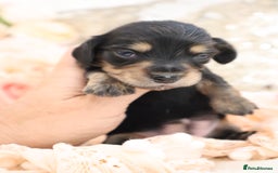 Miniature Dachshund dogs for sale: KC Longhair Miniature Dachshund Puppies - Image 10