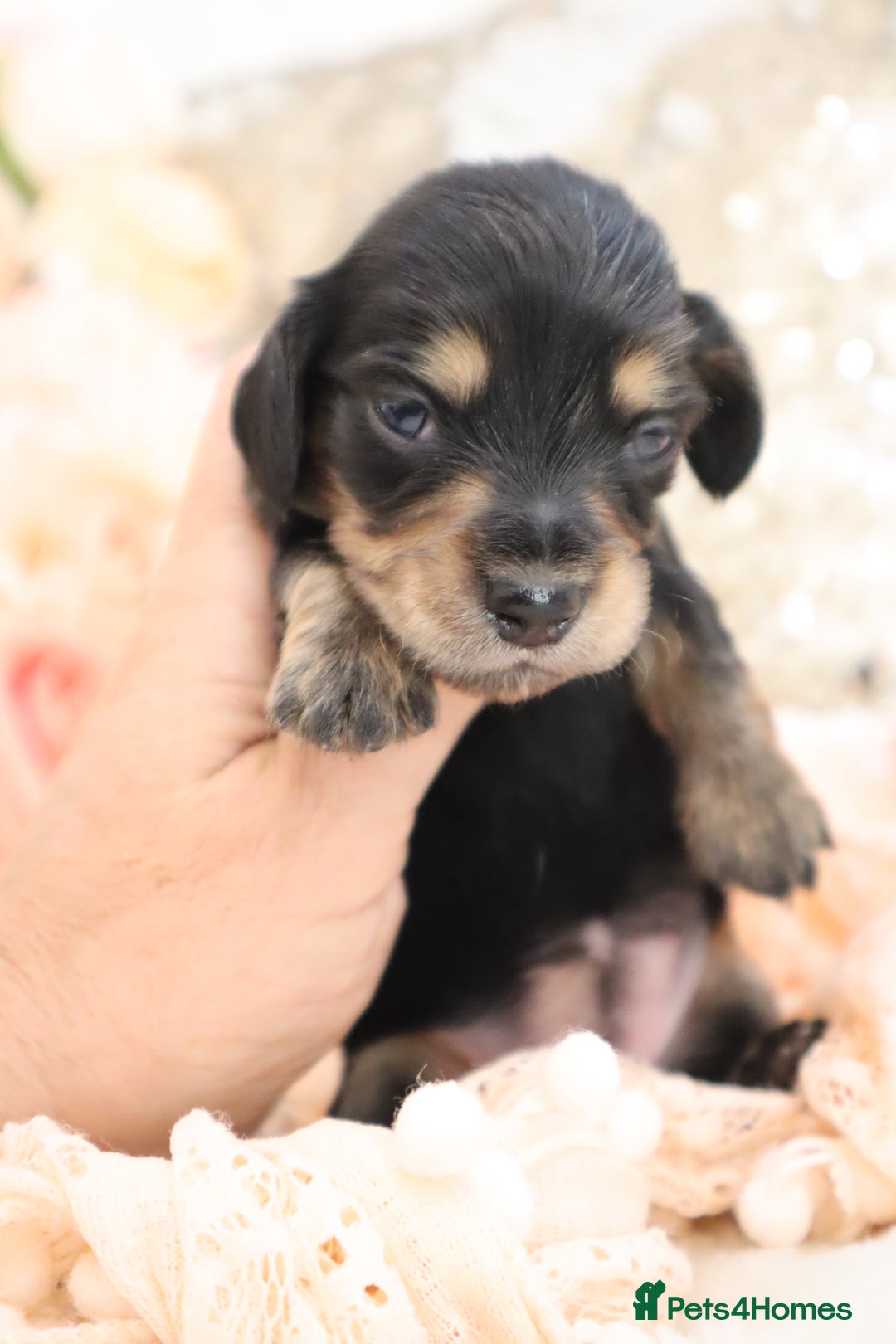 Miniature Dachshund dogs for sale: KC Longhair Miniature Dachshund Puppies - Image 10