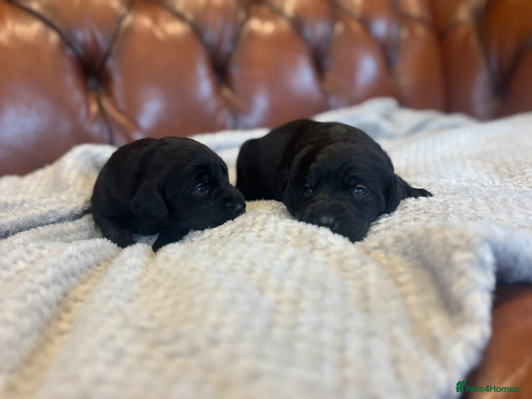 Labrador Retriever dogs for sale: Black Labrador Puppies  - Advert 8