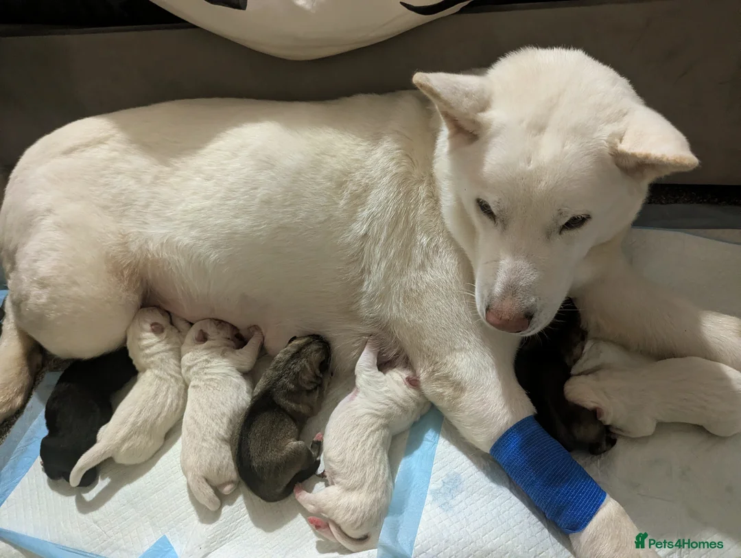 Huskita dogs for sale: Gorgeous huskita puppies  - Advert 1