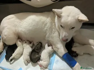 Huskita dogs Gorgeous huskita puppies - Advert 16