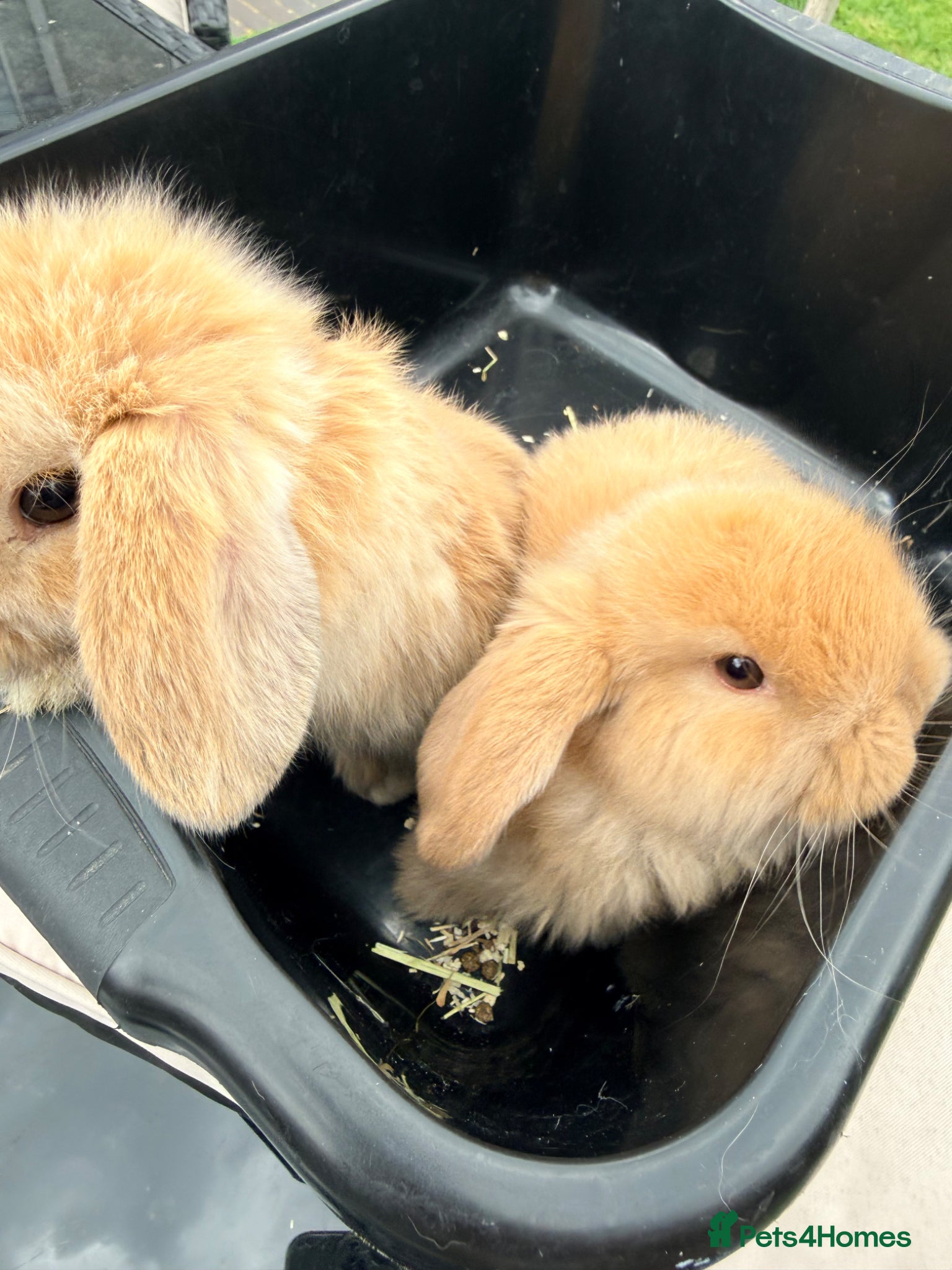 Mini Lop rabbits Two mini lop rabbits for sale  - Advert 1