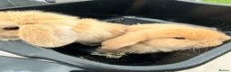 Mini Lop rabbits for sale: Two mini lop rabbits for sale  in Worksop - Advert 1