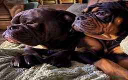 Olde English Bulldogge dogs for sale: 4 x Olde English Bulldogge Girls - For Sale - Image 3