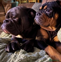 Olde English Bulldogge dogs Olde English Bulldogge (2x Girls 1x Boy)- For Sale - Advert 3