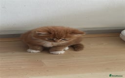 Scottish Fold cats for sale: Scottish fold/straight babies - Image 22