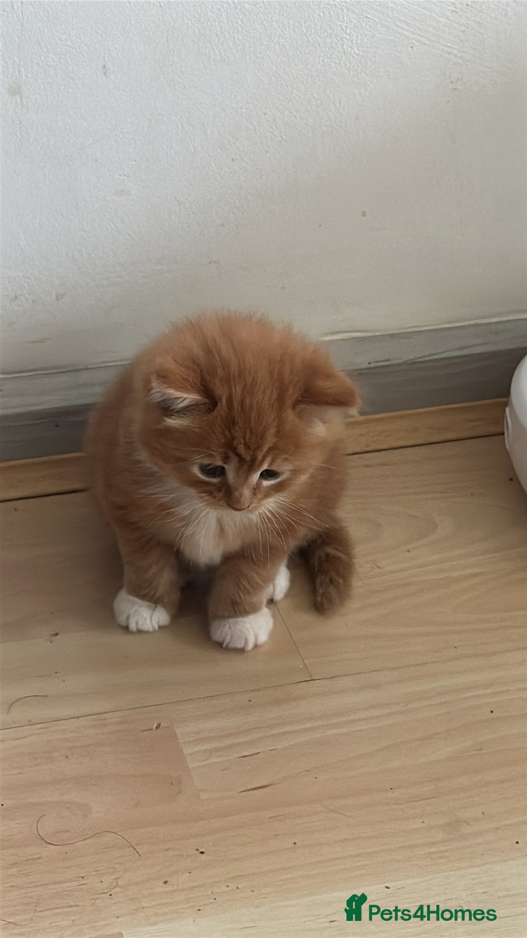 Scottish Fold cats for sale: Scottish fold/straight babies - Image 22