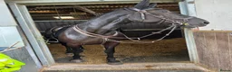 Irish Sports horses for sale: Sports horse in Middlewich - Advert 5