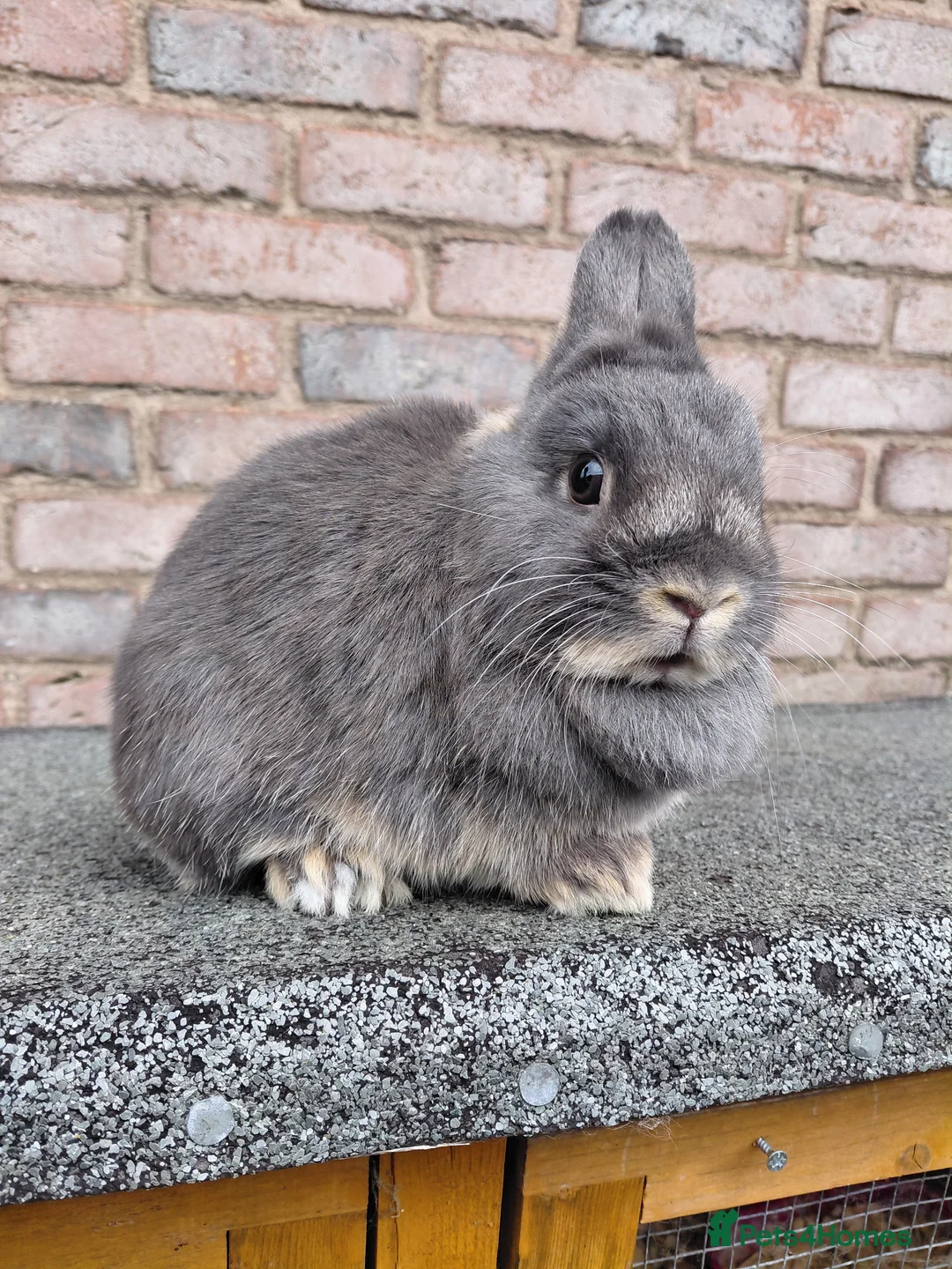 Netherland Dwarf rabbits for sale: Netherland dwarf group of adults - Advert 1