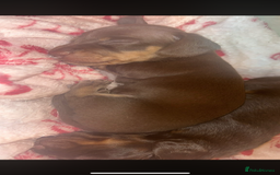 Miniature Dachshund dogs for sale: Miniature dachshund  - Image 9