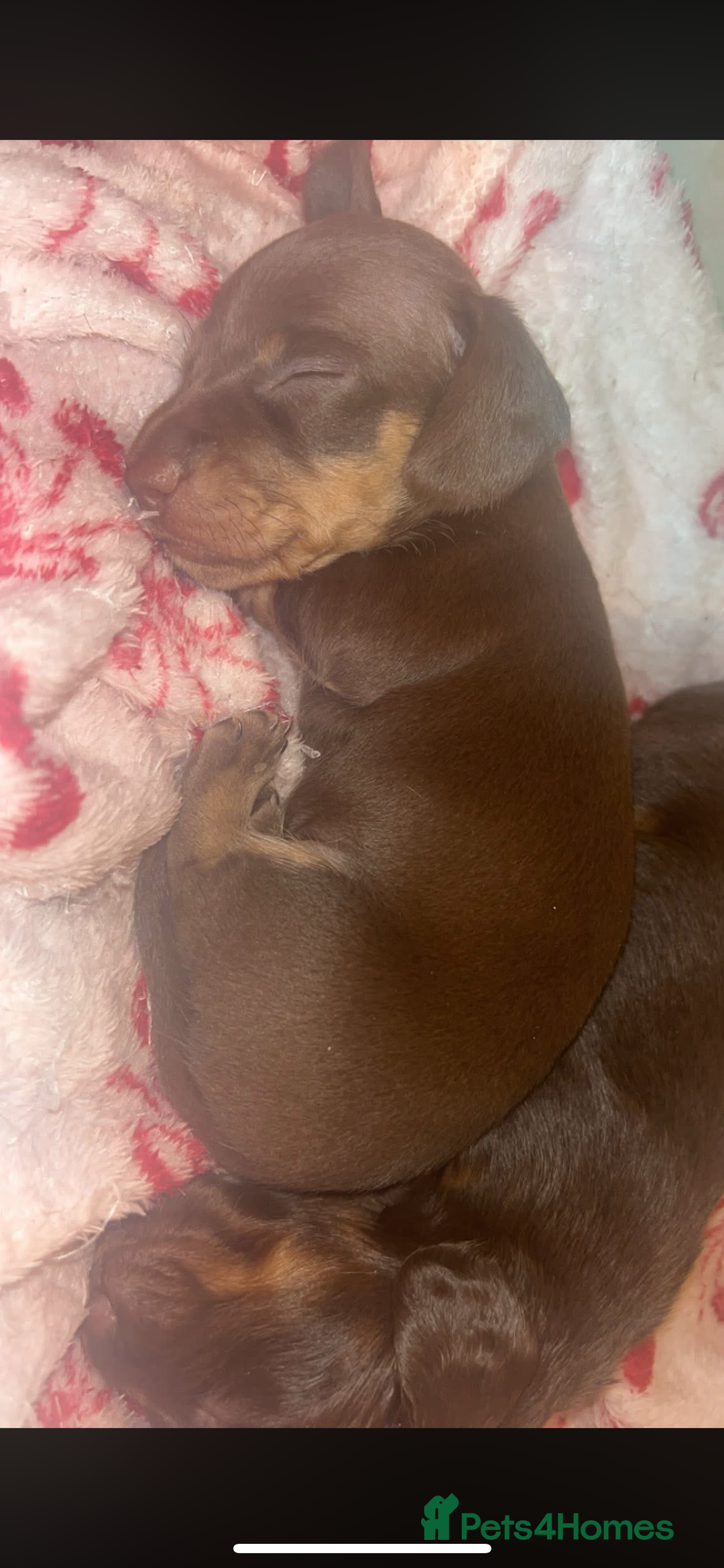 Miniature Dachshund dogs for sale: Miniature dachshund  - Image 9