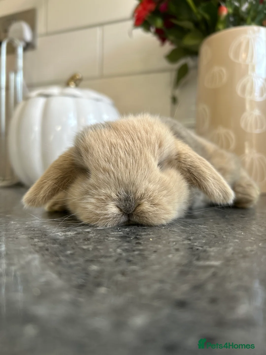 Mini Lop rabbits for sale: Two Mini Lop Boys - Ready 1st April - Advert 14