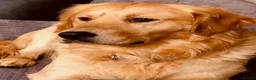 Golden Retriever dogs for sale: Beautiful golden retriever puppies  - Advert 21
