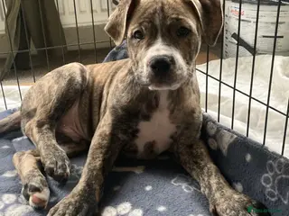 Mixed Breed dogs OLD ENGLISH BULLDOG X - Advert 11