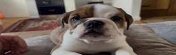 English Bulldog dogs for sale: 3 Red and white English bulldogs KC registered  - Advert 10