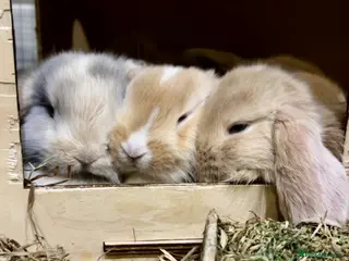 Mini Lop rabbits Mini lop babies - ready 9th/10th May - Advert 7