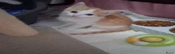 Mixed Breed cats for sale: Gorgeous  long haired kittens - Advert 5