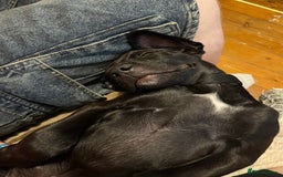 Mixed Breed dogs for sale: Urgent Labrador mix (female)  - Image 6