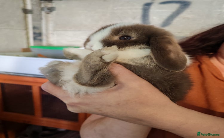 Mini Lop rabbits - Advert 1