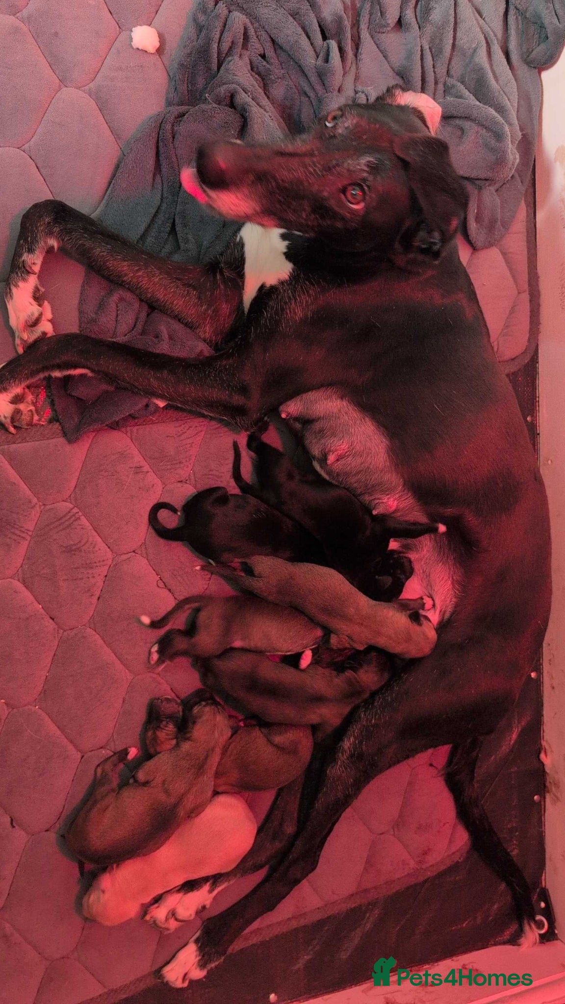 Greyhound dogs Greyhound puppies  - Advert 8