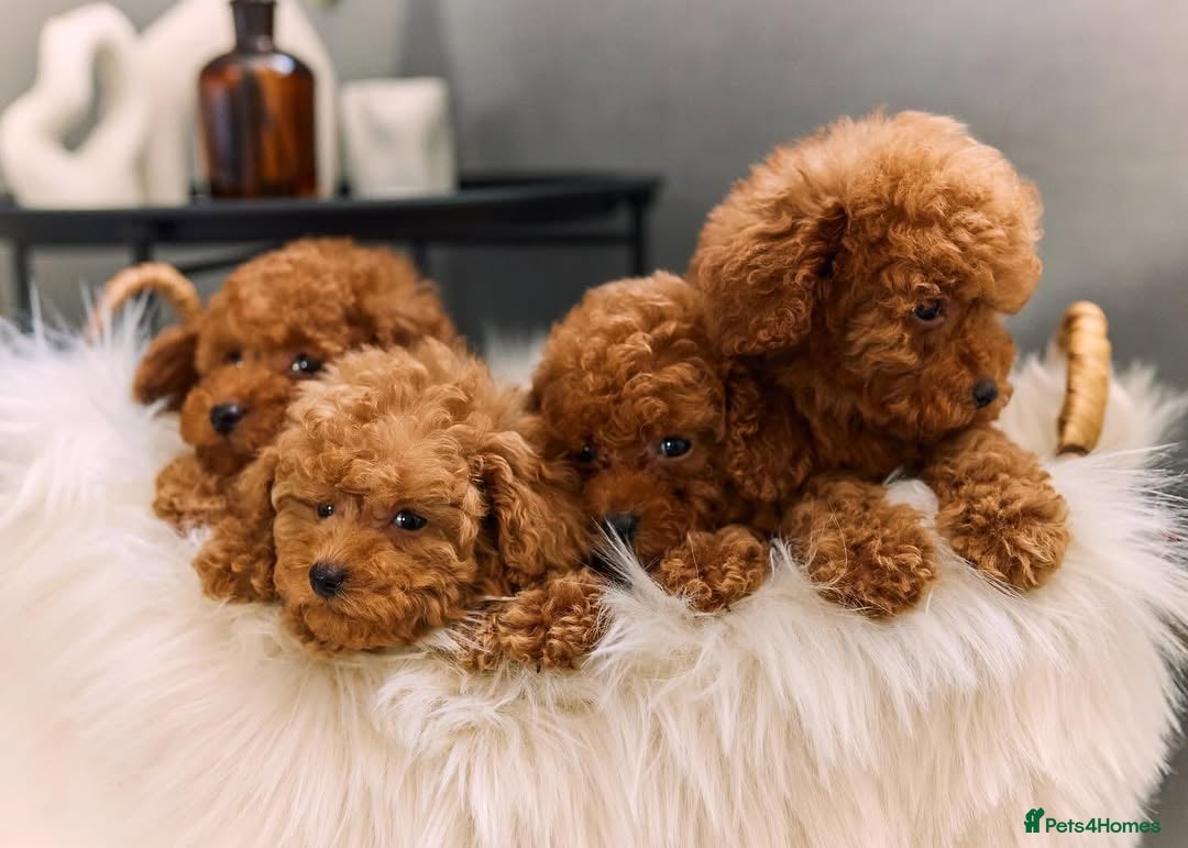 Toy Poodle dogs for sale: 🐩💖 Charming Toy Poodle Puppies for Sale 🐾✨ - Image 1